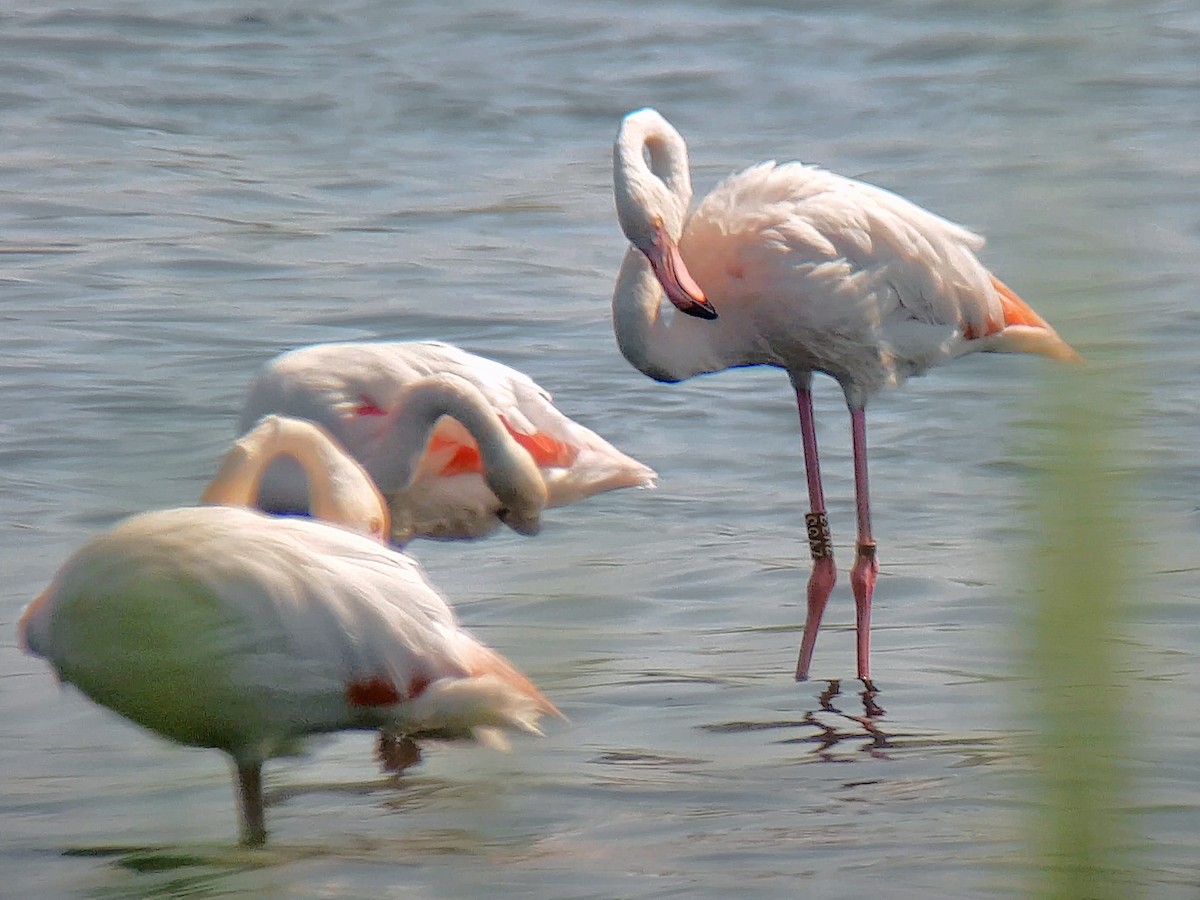 Greater Flamingo - ML609830405