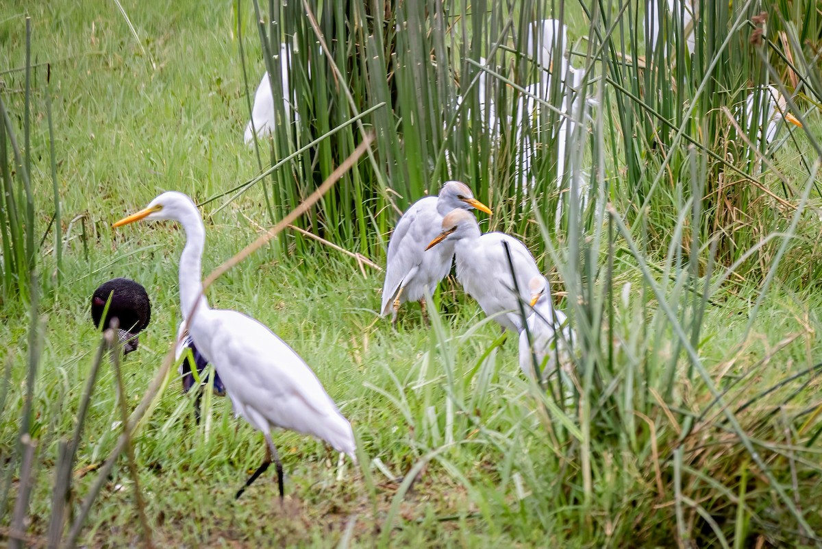 Great Egret - ML609830521