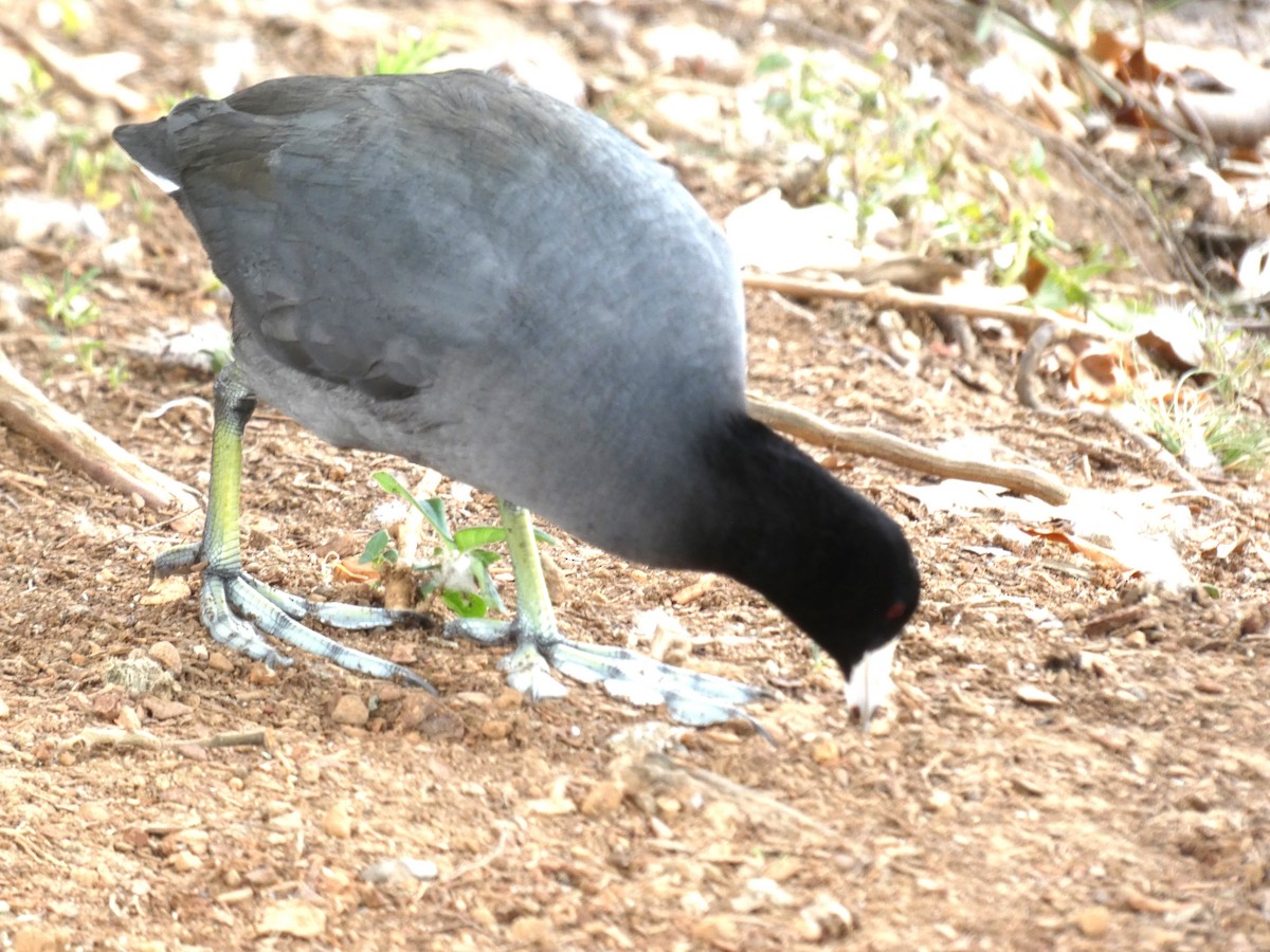 American Coot - ML609830561