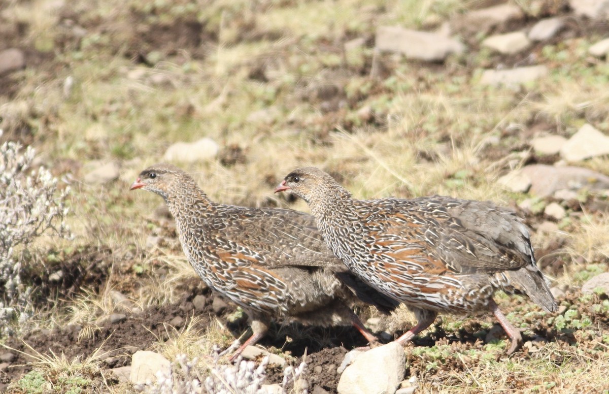 Chestnut-naped Spurfowl (Northern) - ML609830728