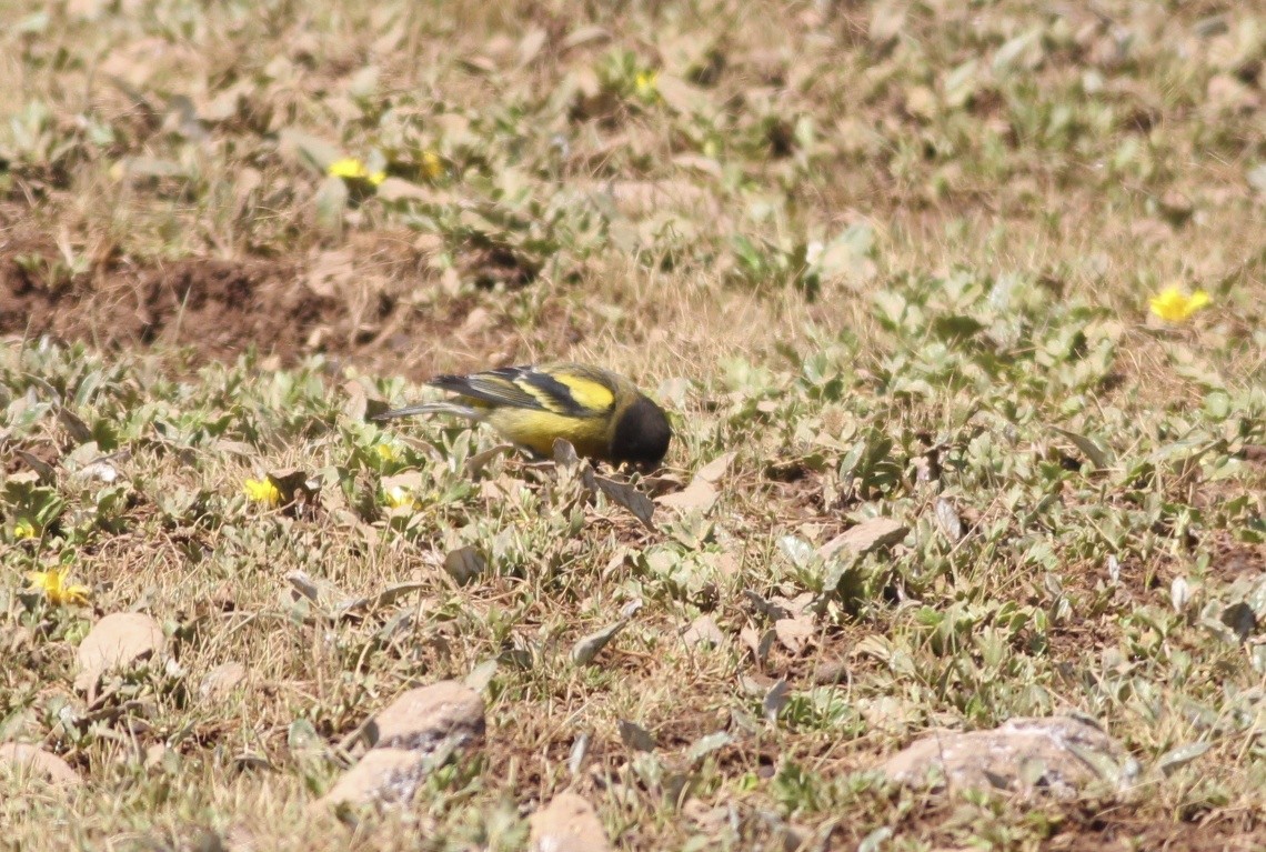 Serin à tête noire - ML609830763