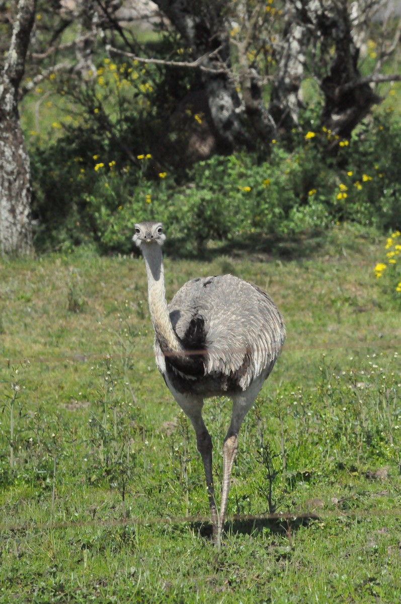 Greater Rhea - Fermin Zorrilla