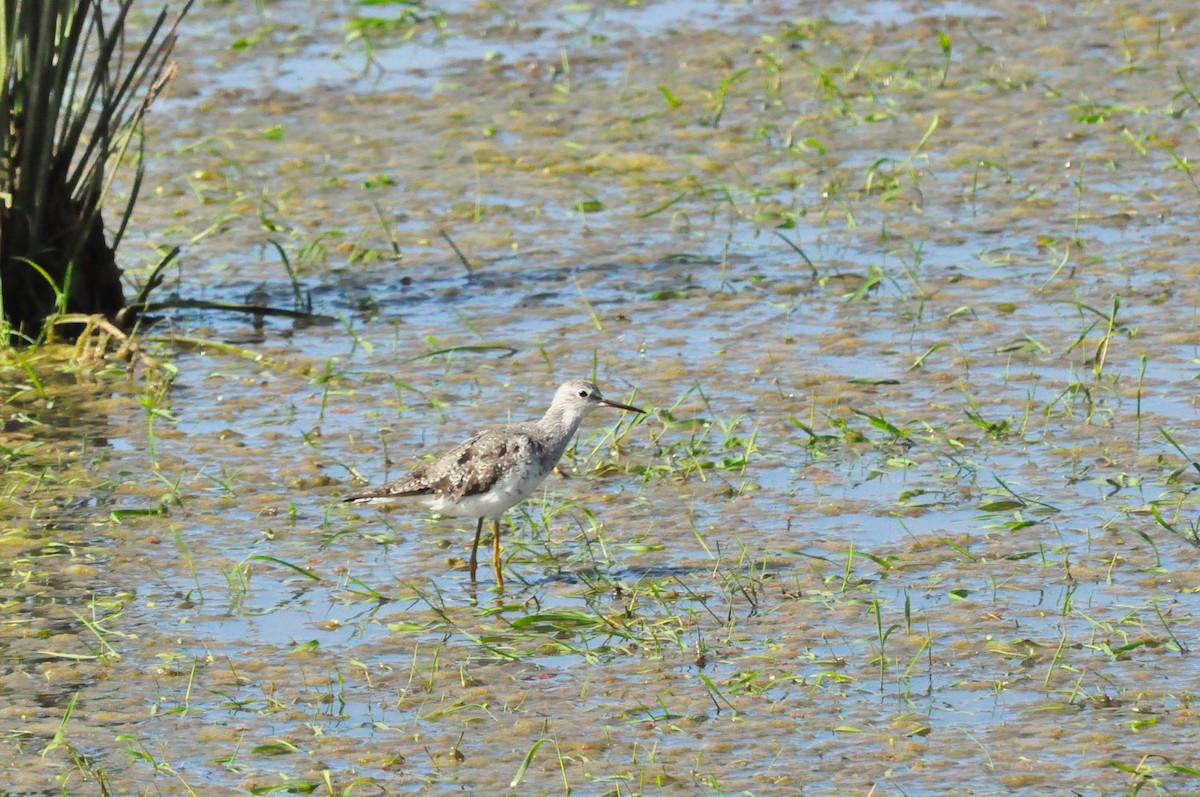 Greater Yellowlegs - Fermin Zorrilla