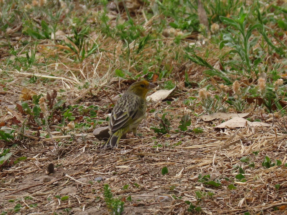 Saffron Finch - Pierre Pitte