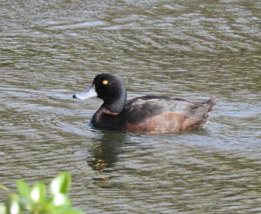 New Zealand Scaup - ML609830810