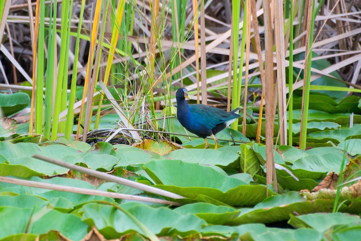 Purple Gallinule - ML609830849