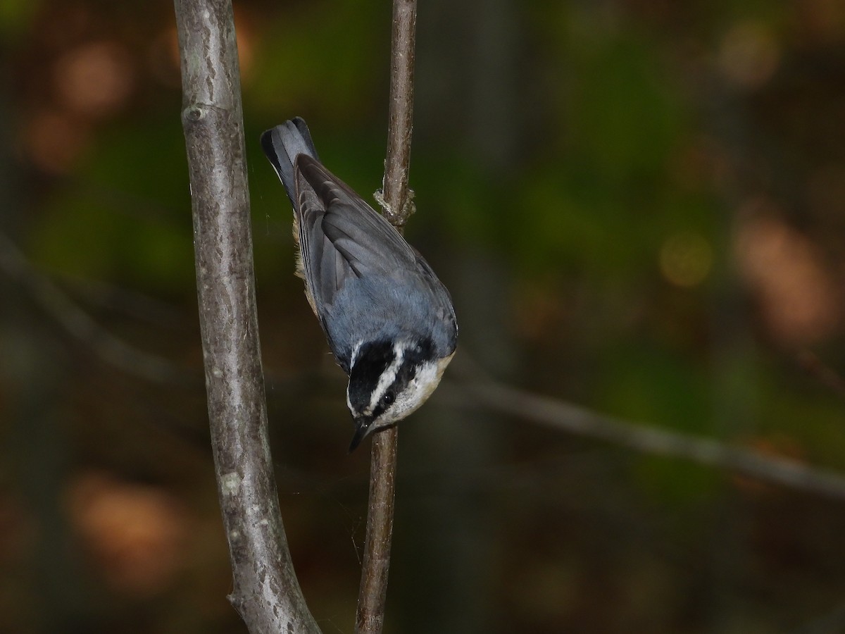 Red-breasted Nuthatch - ML609830866