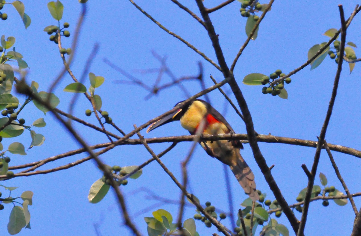 Chestnut-eared Aracari - ML609830869