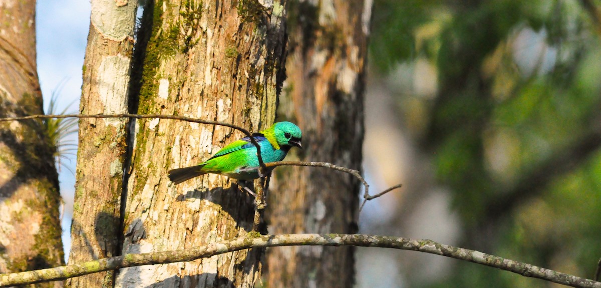 Green-headed Tanager - Fermin Zorrilla