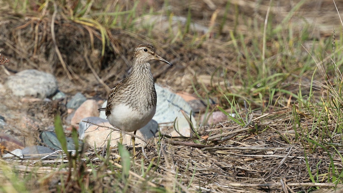 Pectoral Sandpiper - ML609830890