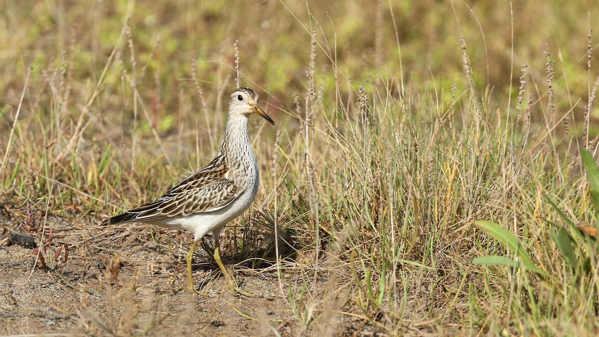 アメリカウズラシギ - ML609830891