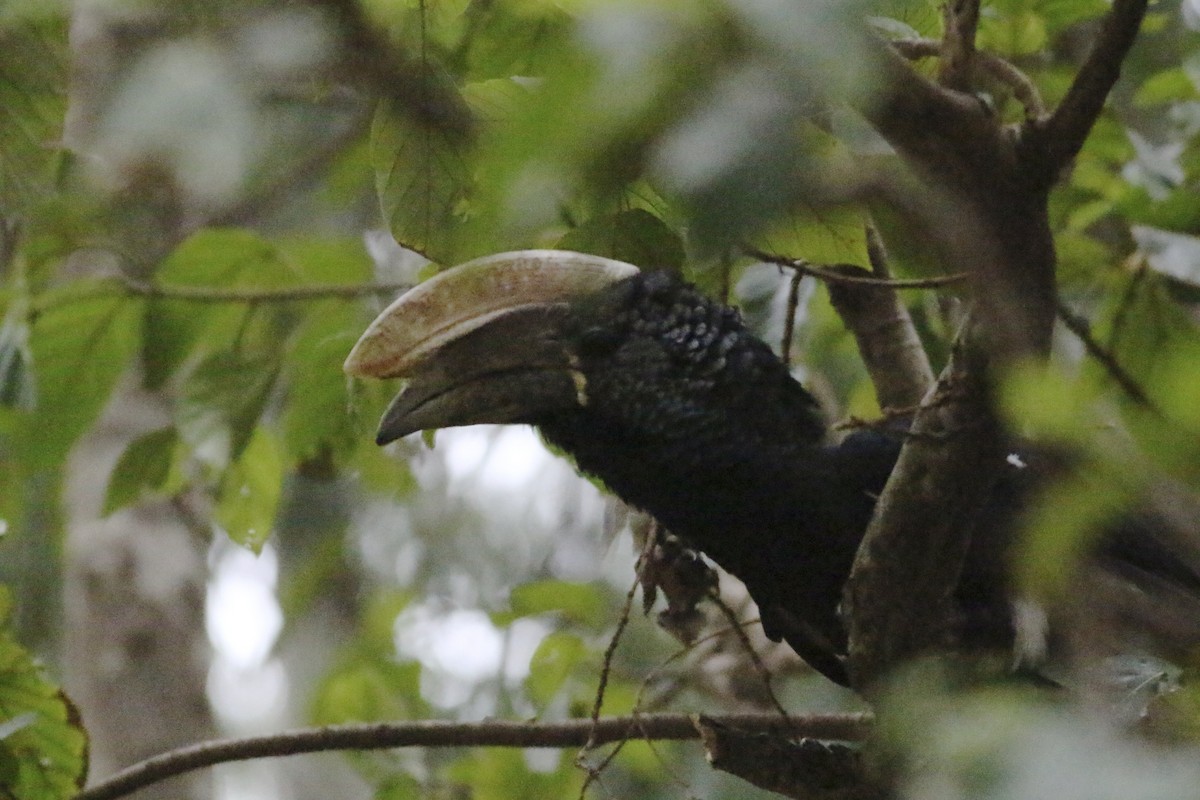 Silvery-cheeked Hornbill - ML609830941