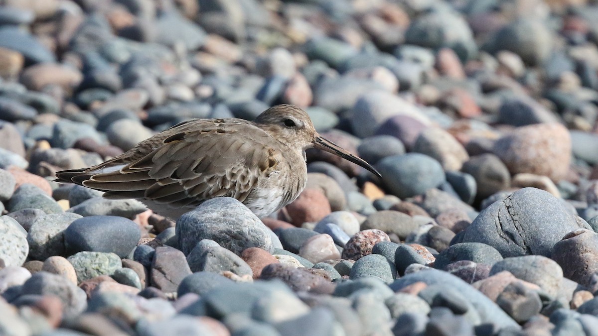 Dunlin - Harry Scarth