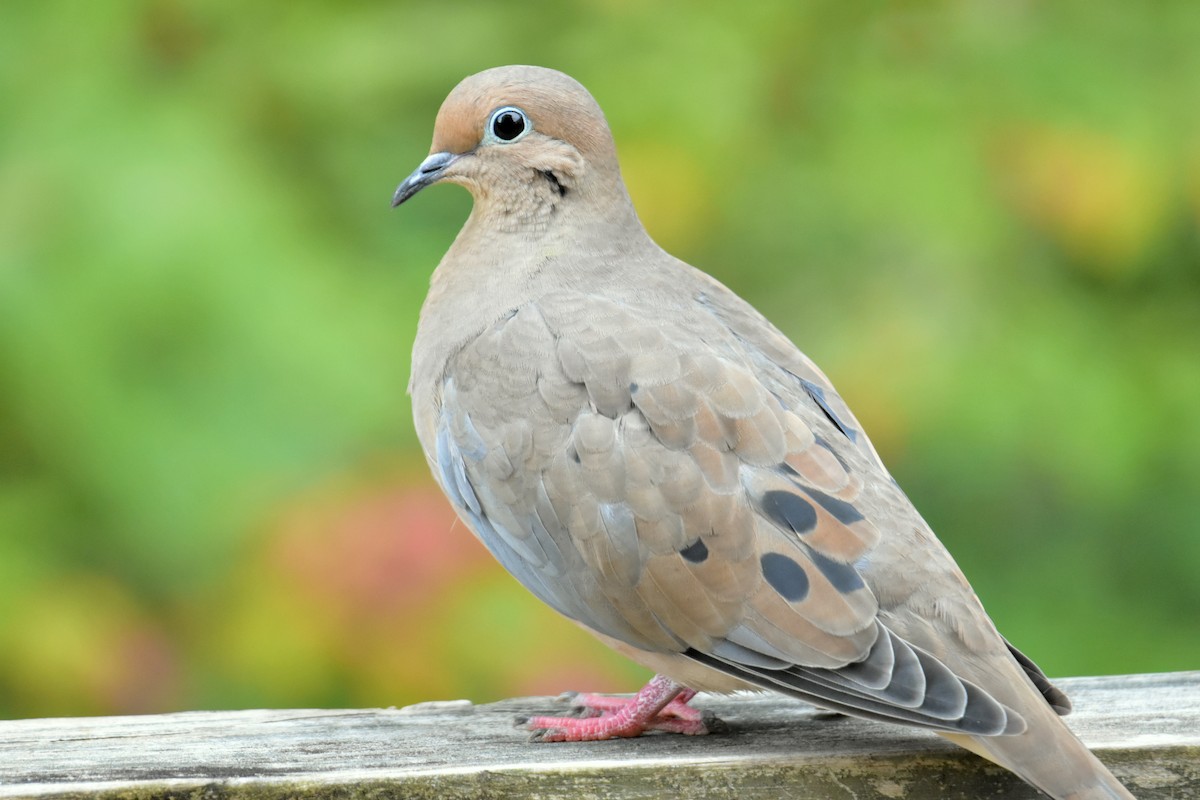 Mourning Dove - ML609831172