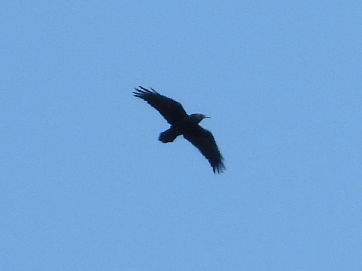 Common Raven - ML609831213