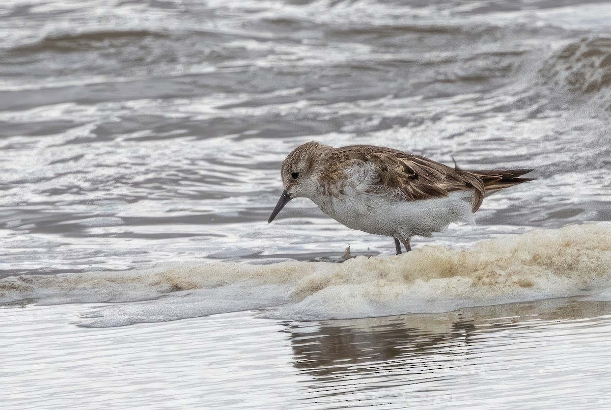 Little Stint - ML609831282