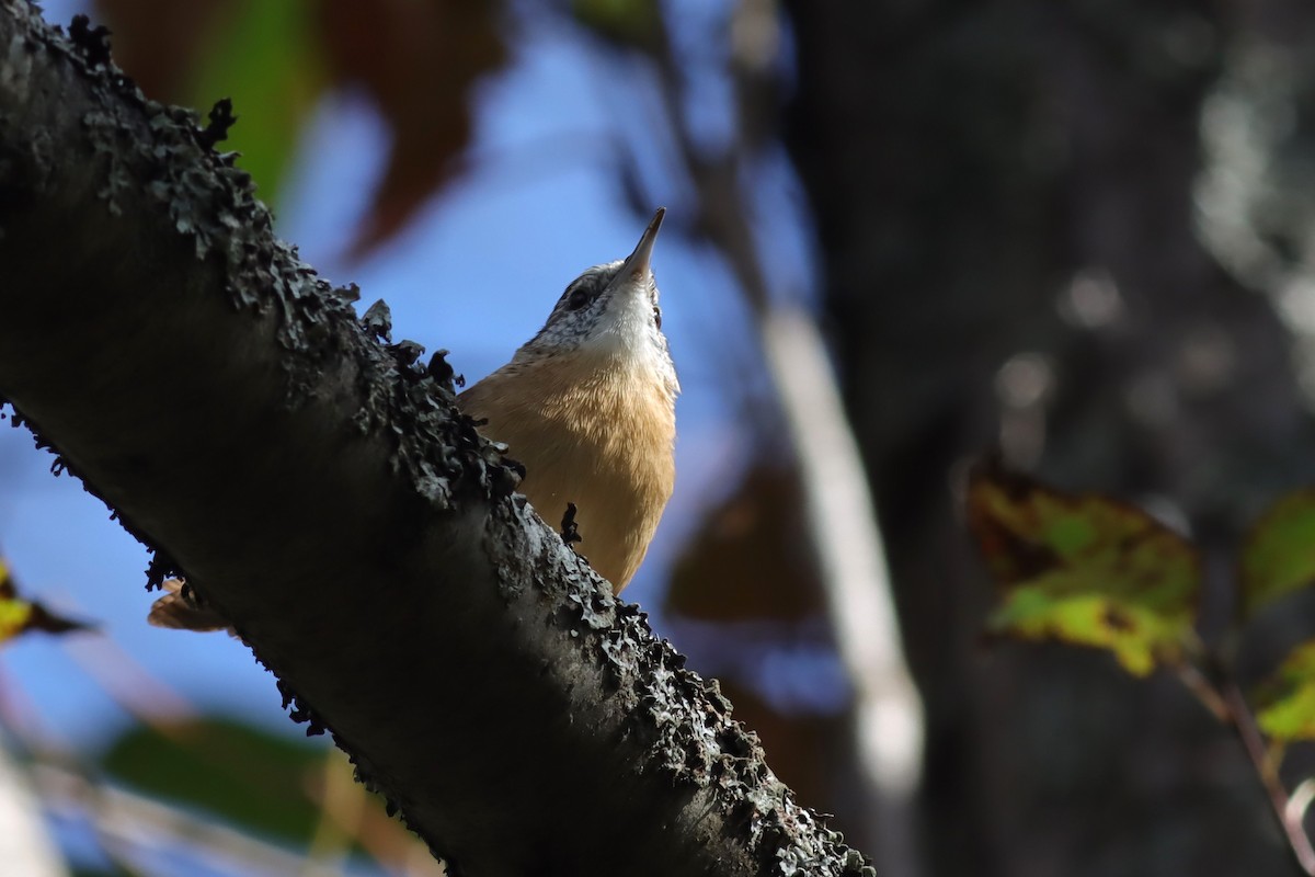 Carolina Wren - Margaret Viens