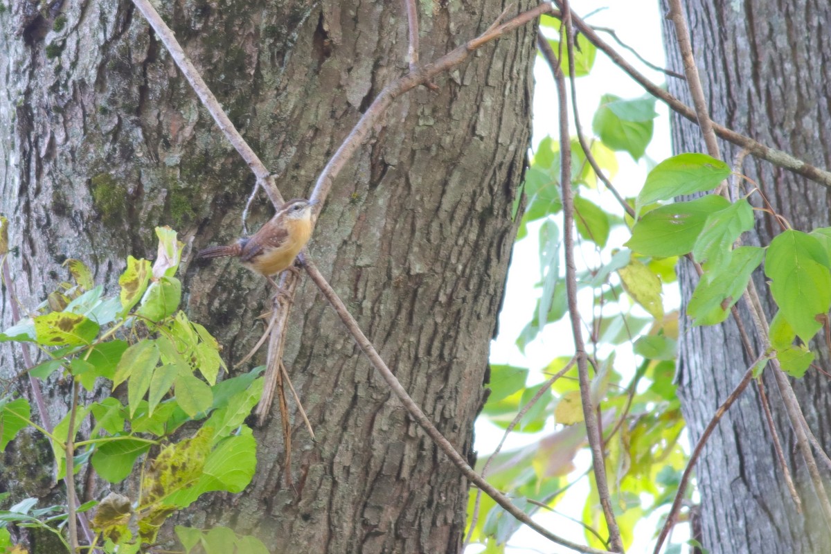 Carolina Wren - Margaret Viens