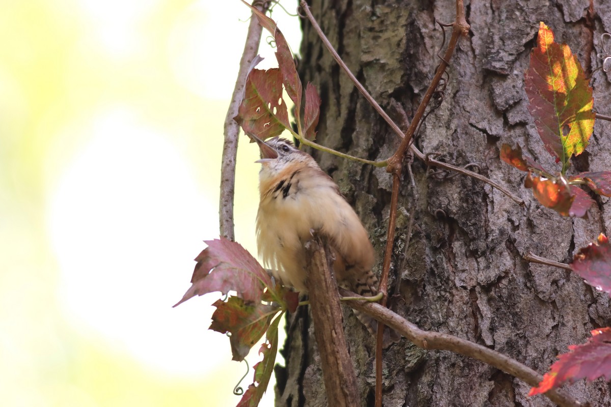 Carolina Wren - Margaret Viens