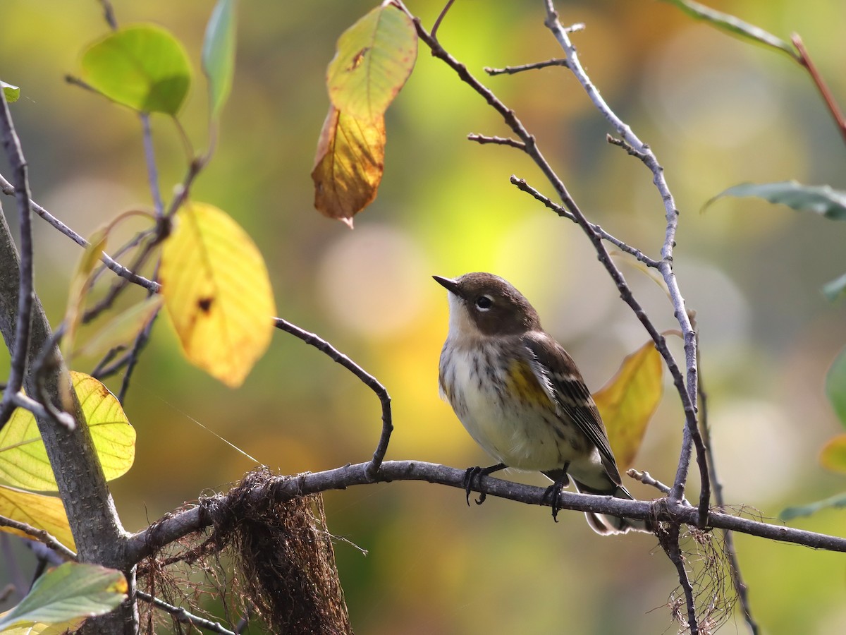 Yellow-rumped Warbler (Myrtle) - Margaret Viens