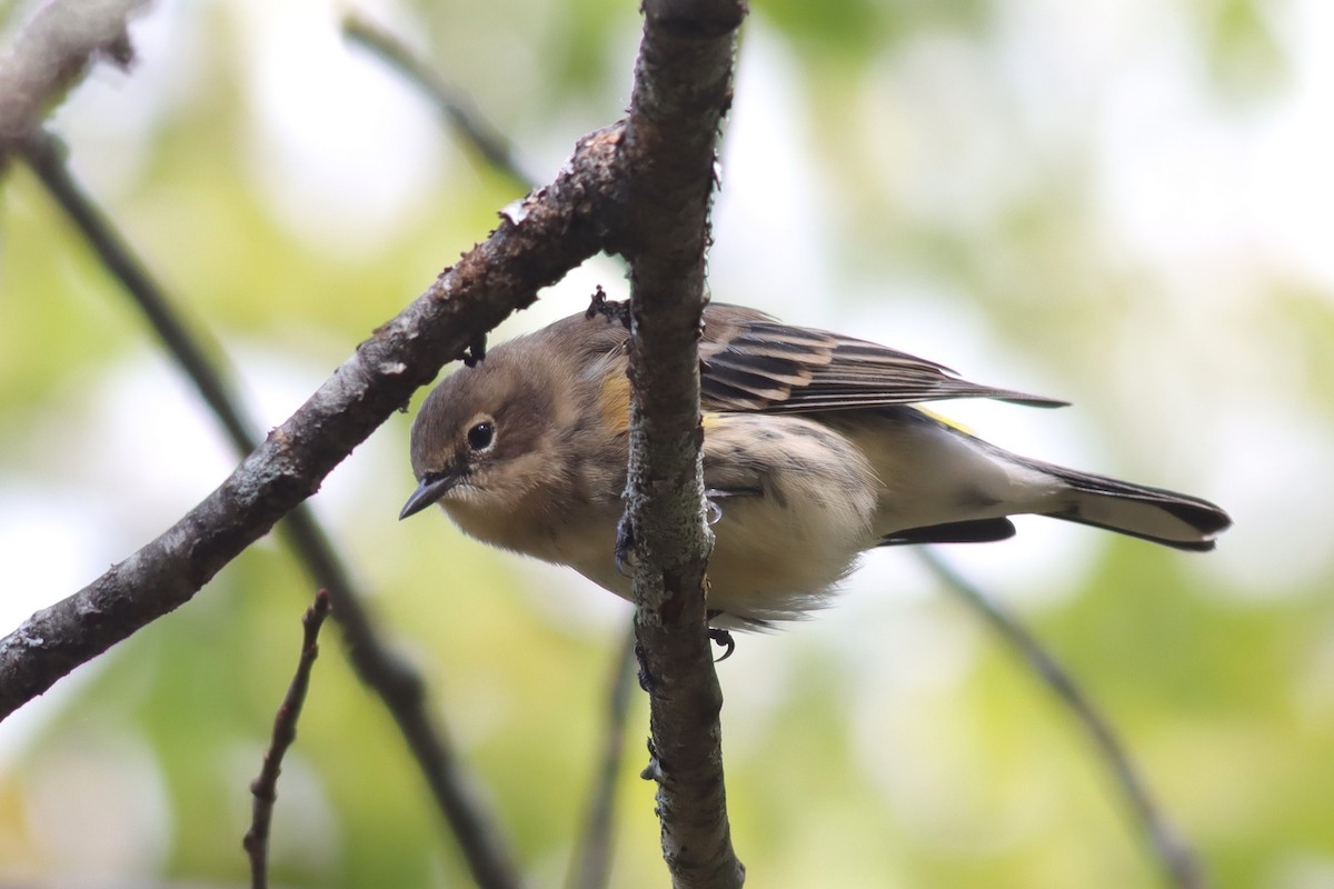 Пісняр-лісовик жовтогузий (підвид coronata) - ML609831423