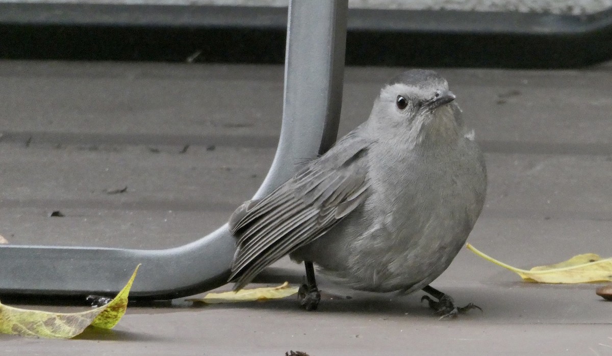 Pájaro Gato Gris - ML609831441