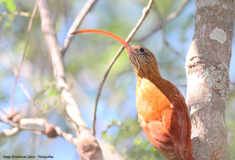 Red-billed Scythebill - ML609831610