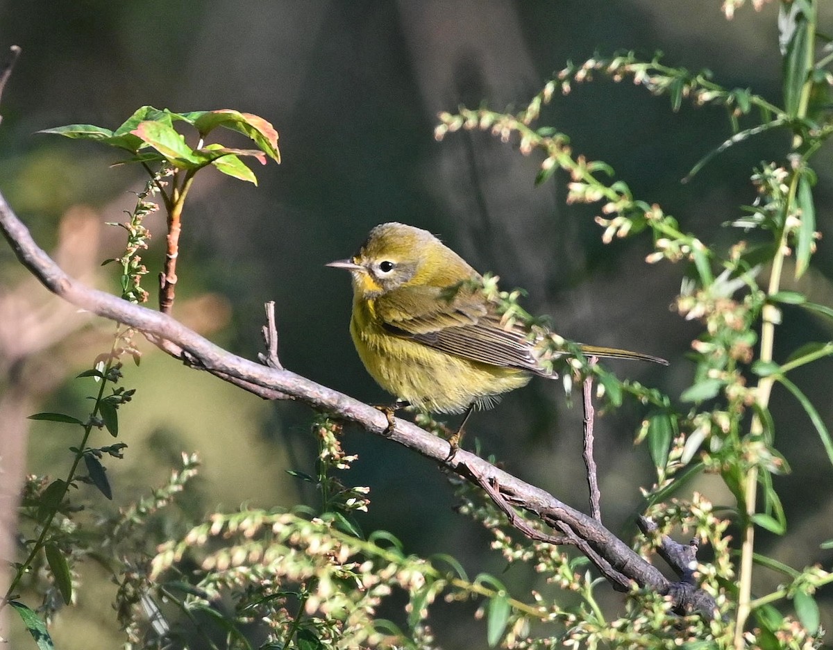 Prairie Warbler - ML609831728