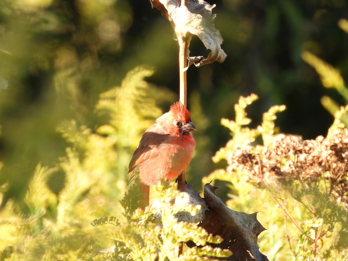 Northern Cardinal - ML609831798