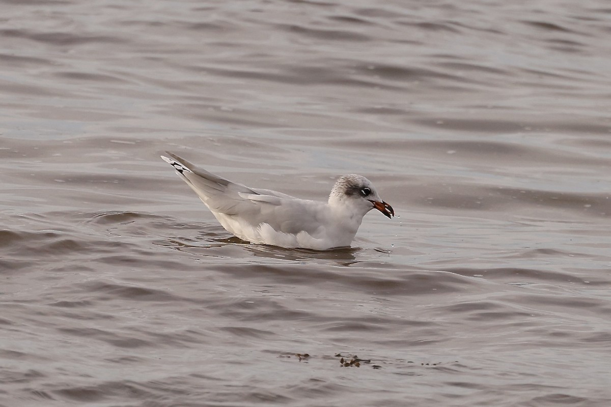 Mediterranean Gull - ML609831803