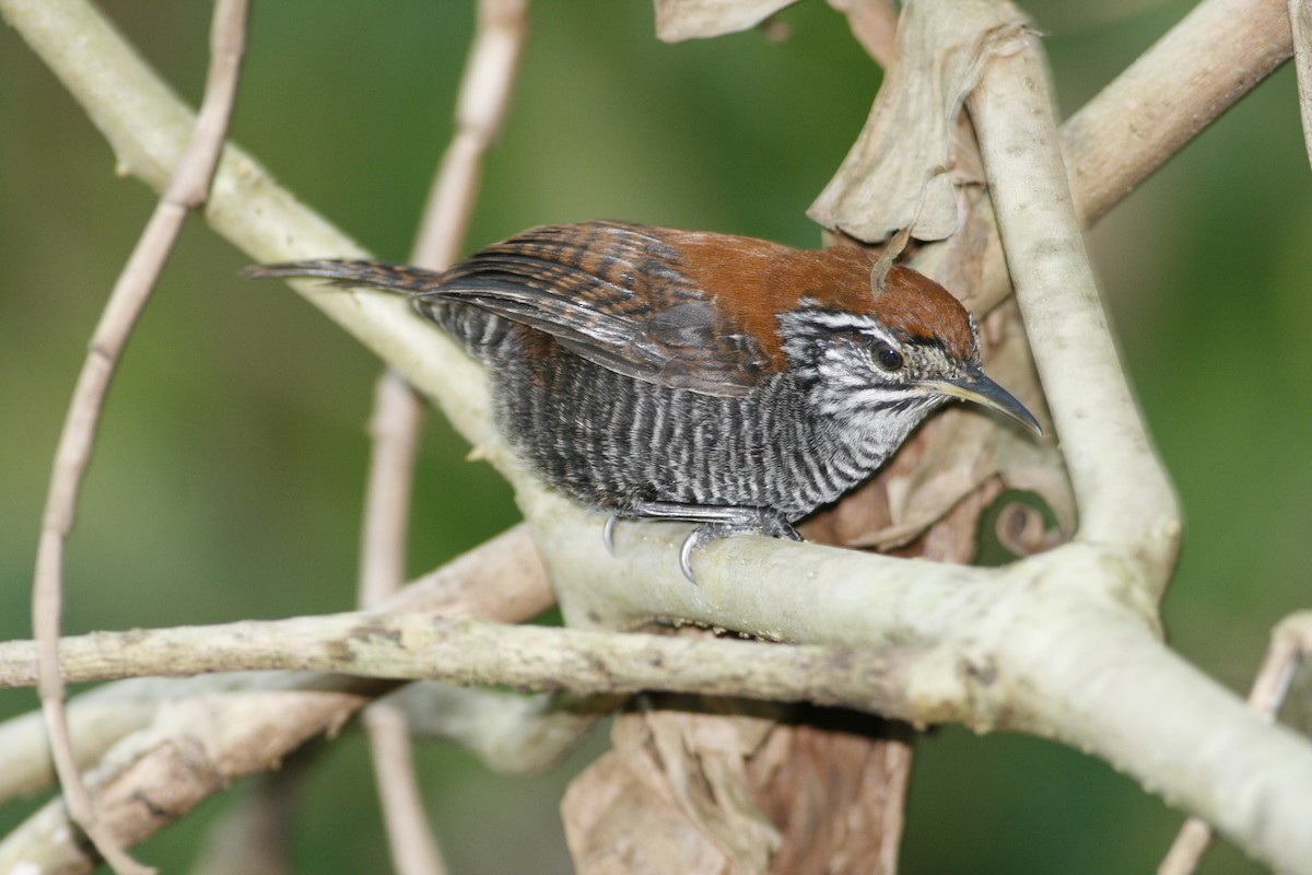 Riverside Wren - Luke Seitz