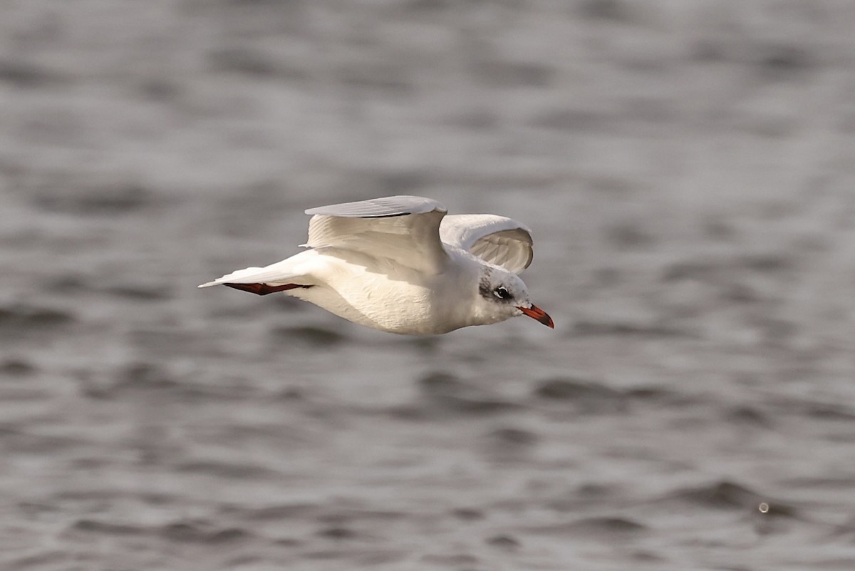 Mediterranean Gull - ML609831820