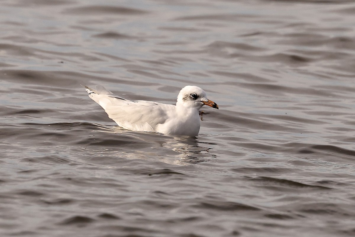 Mediterranean Gull - ML609831821