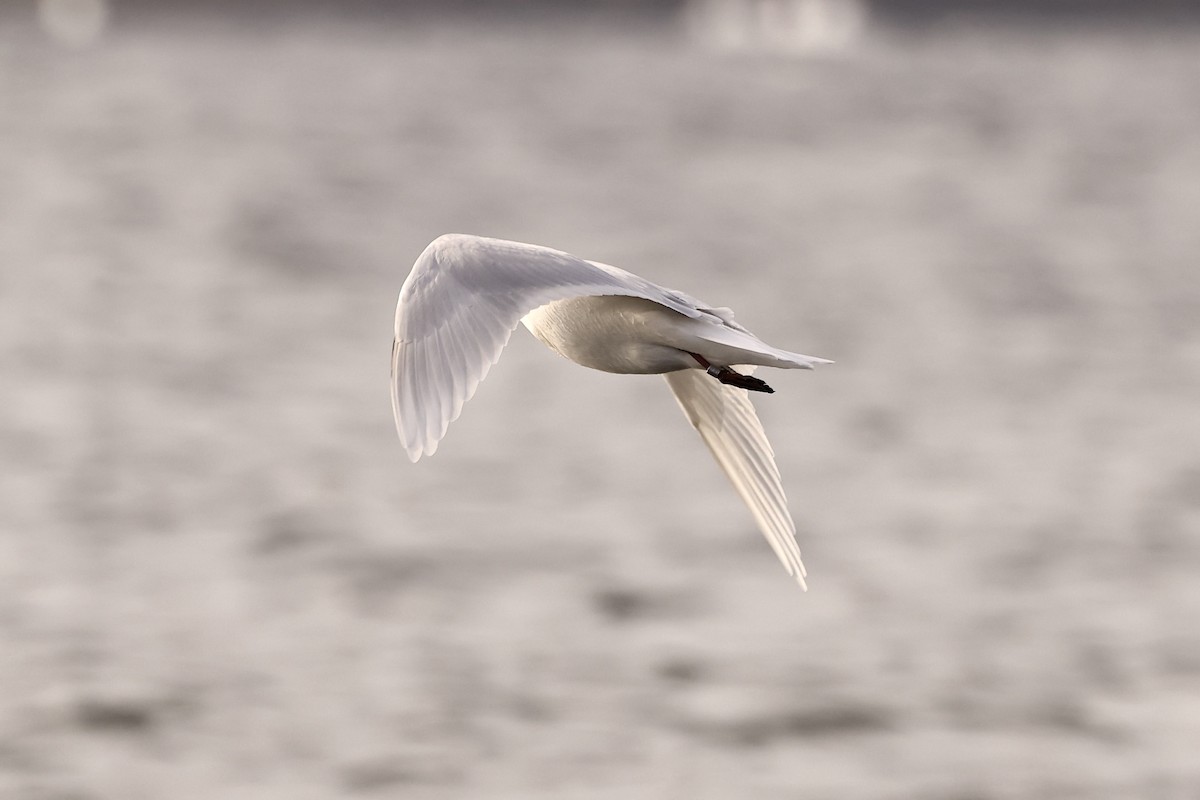 Gaviota Cabecinegra - ML609831827