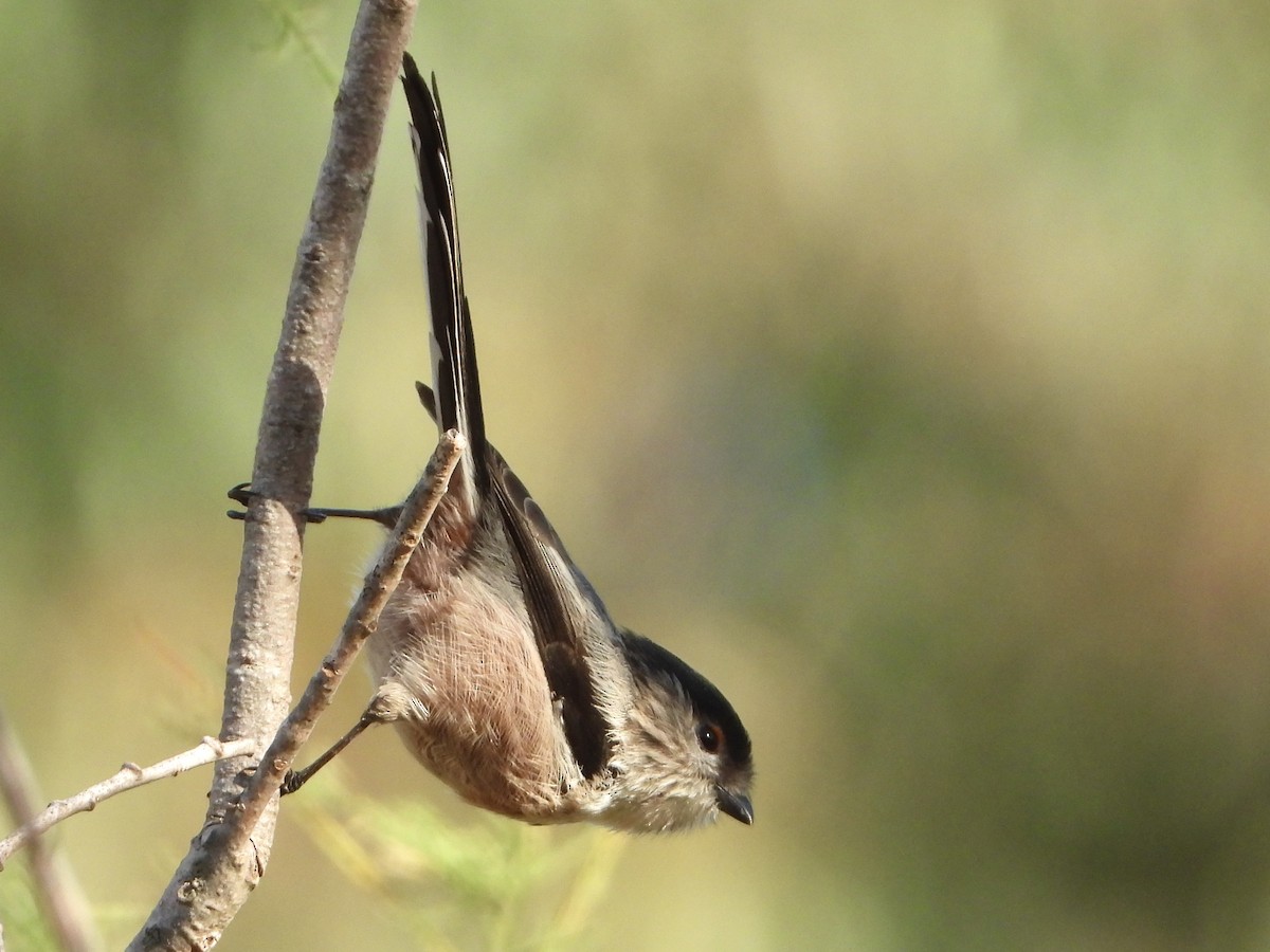 Long-tailed Tit (alpinus Group) - ML609832043