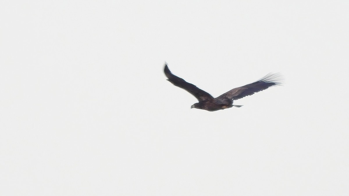 White-tailed Eagle - ML609832149