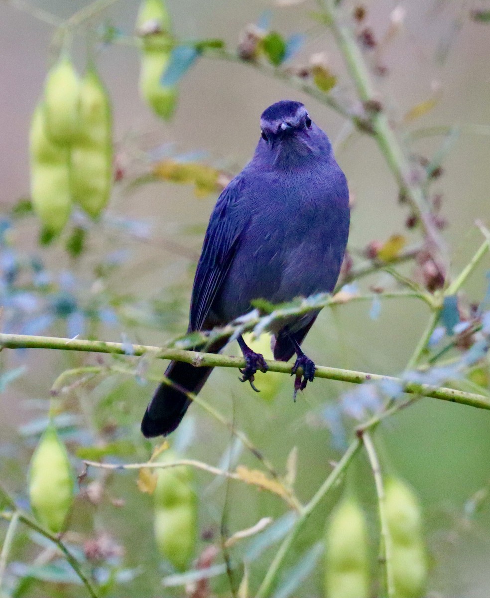 Gray Catbird - ML609832266