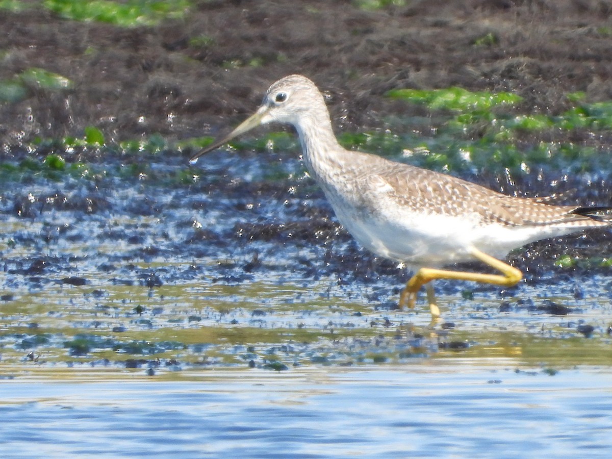 Greater Yellowlegs - ML609832273