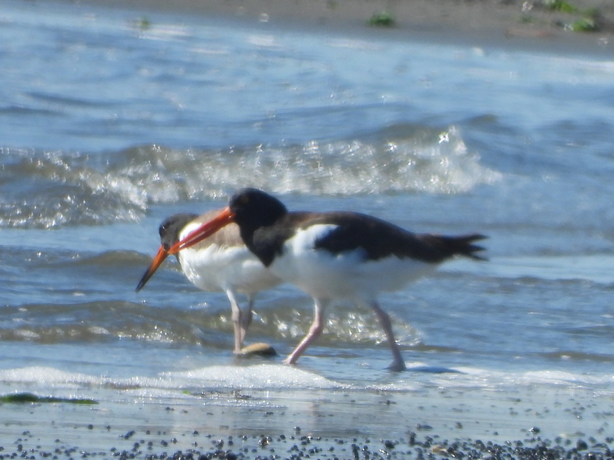 American Oystercatcher - ML609832290