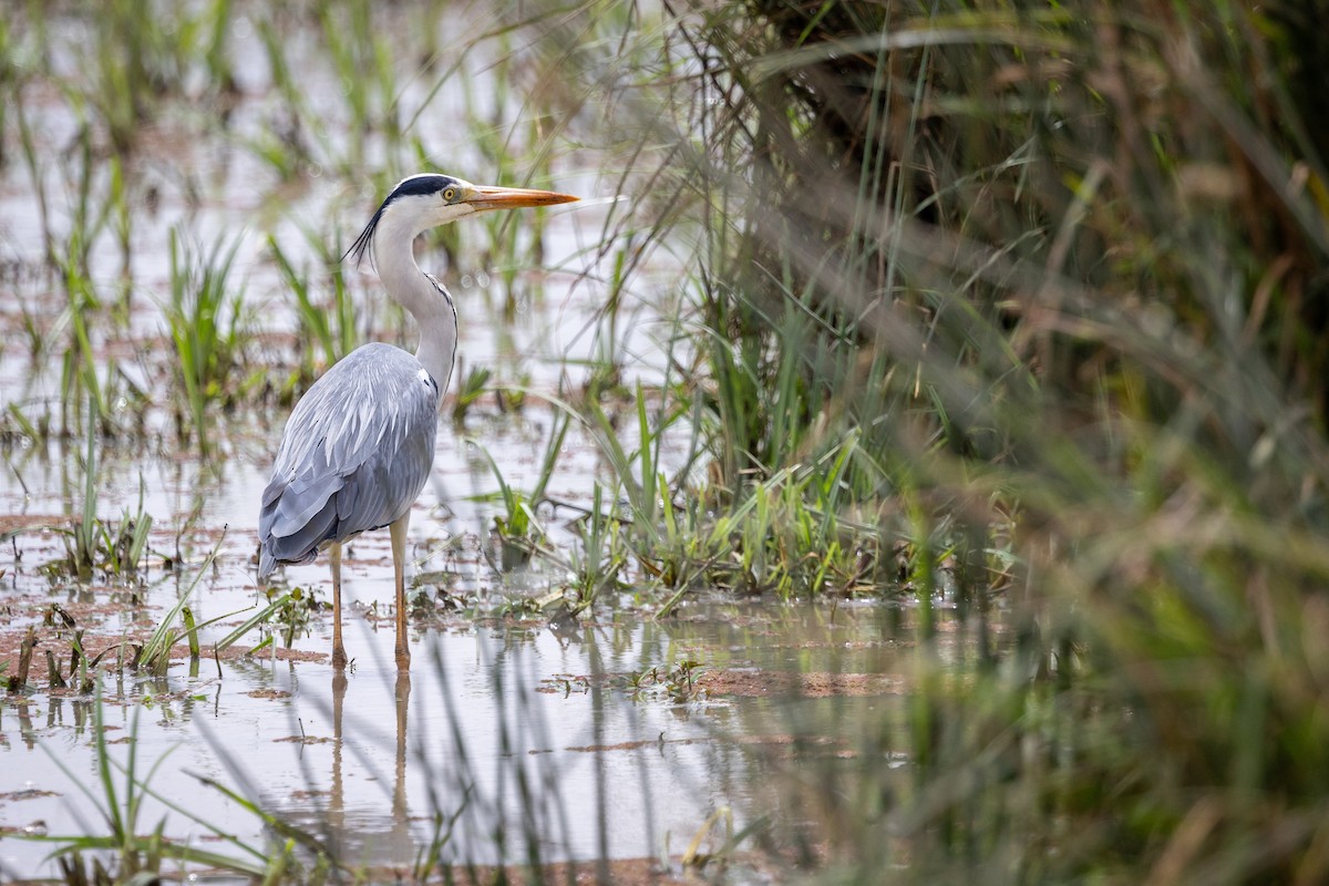 Gray Heron - ML609832457