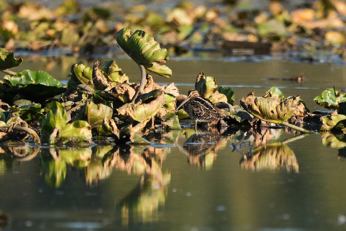 Wilson's Snipe - ML609832563