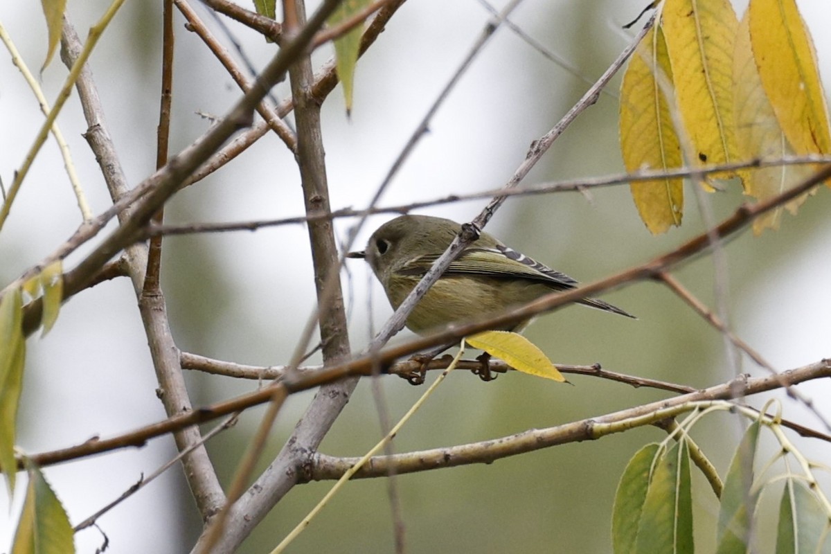 Ruby-crowned Kinglet - ML609832645