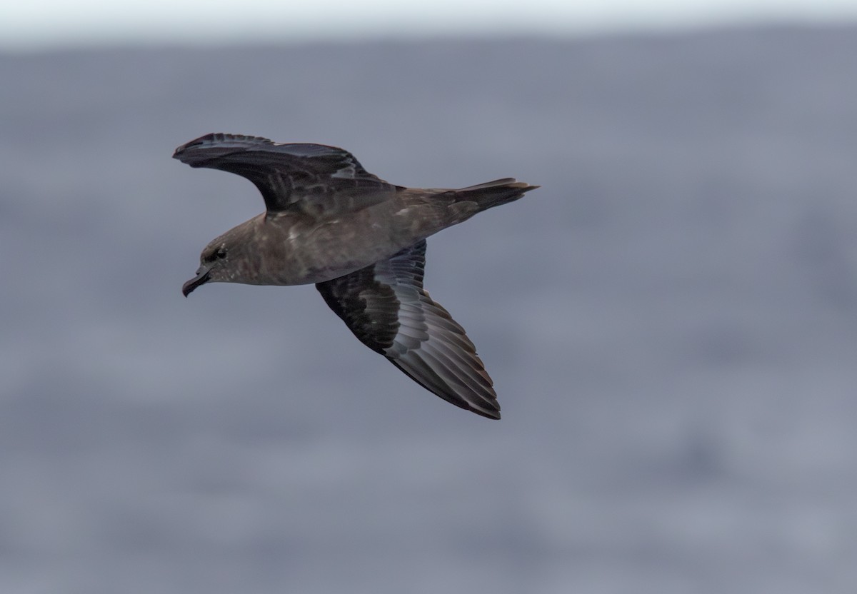 Trindade Petrel - Andrew Thornton