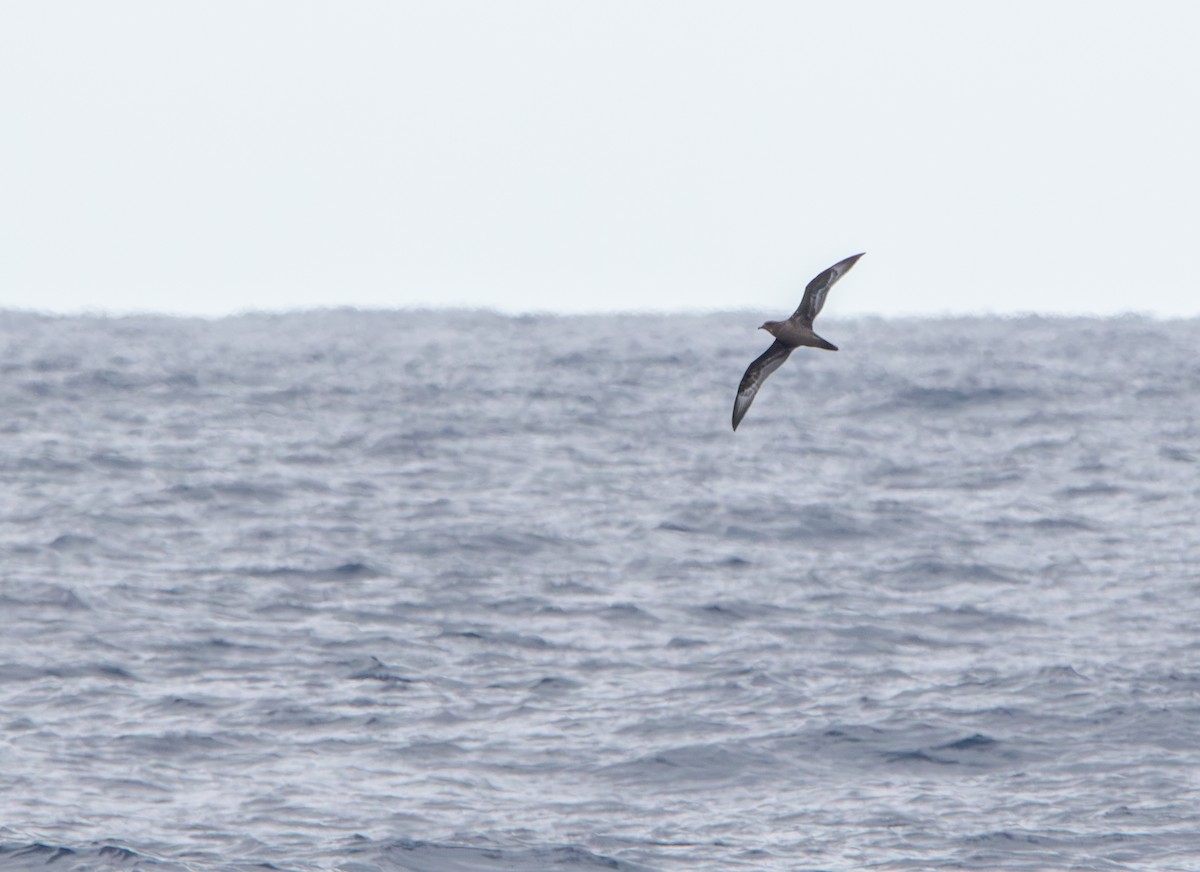 Trindade Petrel - Andrew Thornton