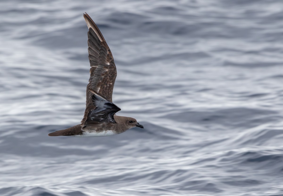 Trindade Petrel - Andrew Thornton