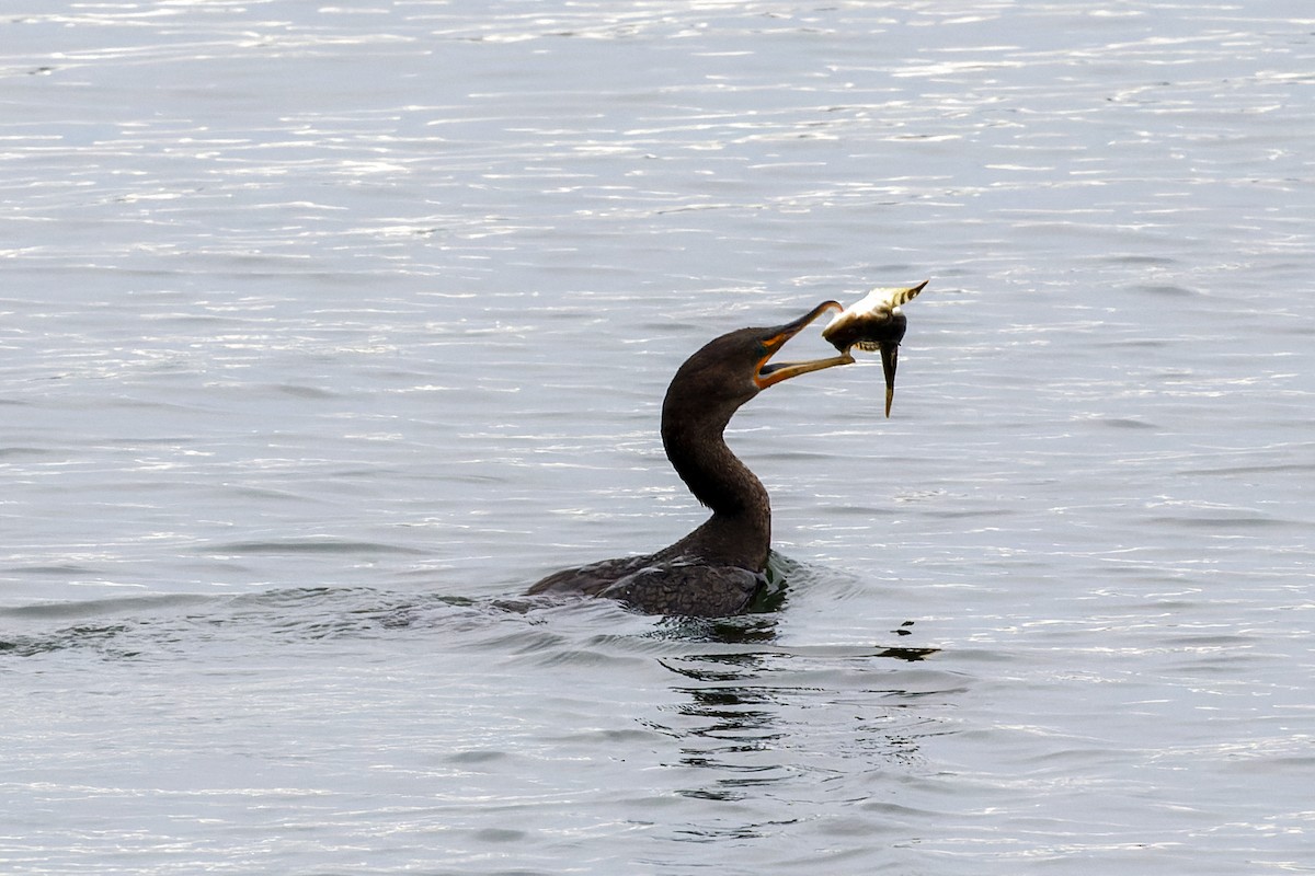 Cormoran à aigrettes - ML609832794