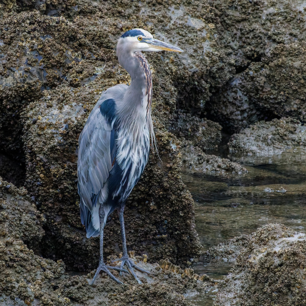 Great Blue Heron - ML609832807