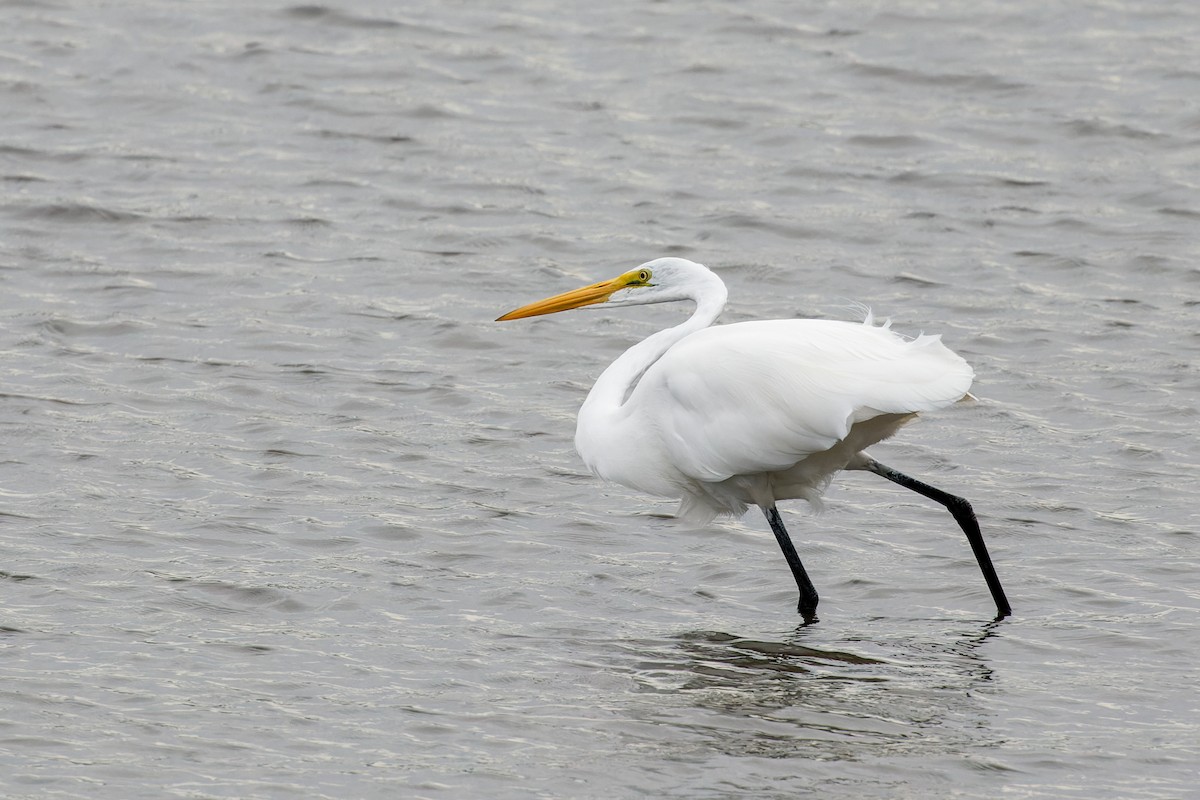 Great Egret - Neil Wiken