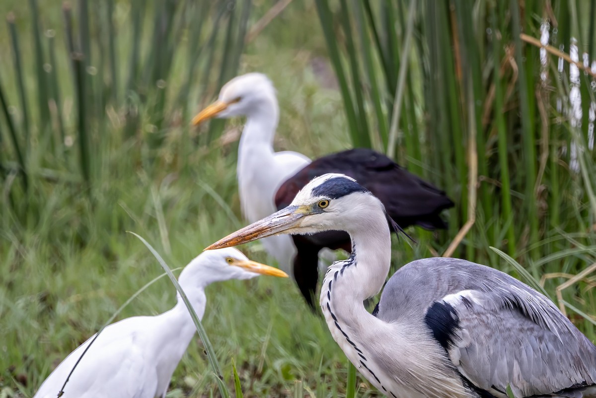 Gray Heron - ML609832892