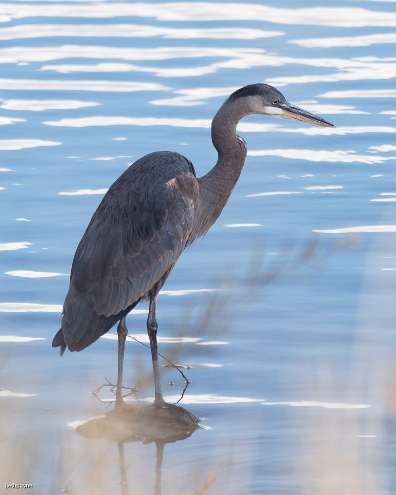 Great Blue Heron - ML609832962